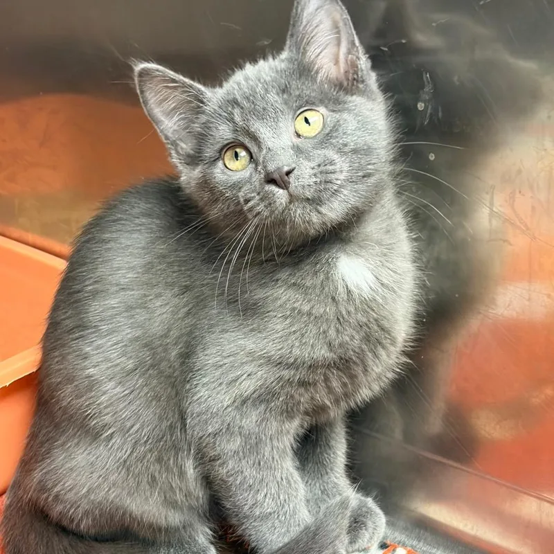 A baby small-sized male Gray / Blue / Silver Domestic Short Hair cat named Echo for adoption in Ashtabula, OH