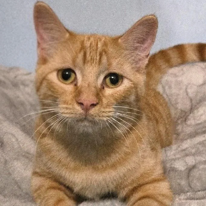 A young medium-sized male Orange / Red Domestic Short Hair cat named Purrcee for adoption in Concord, NH