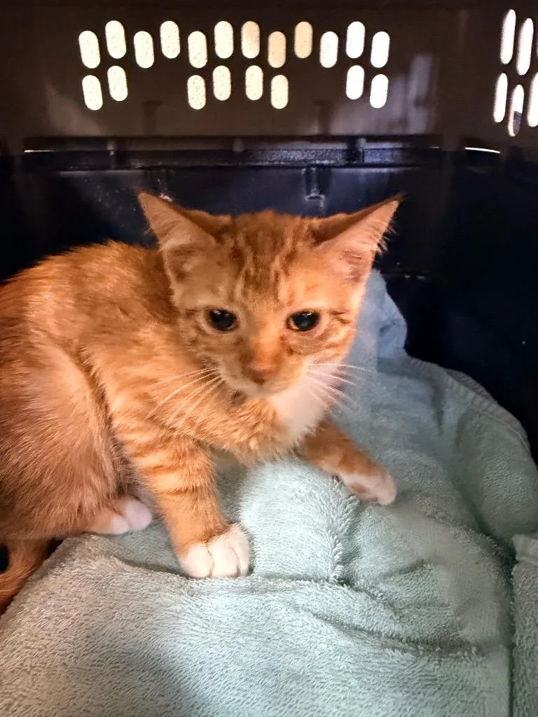 A baby small-sized male Domestic Short Hair cat named Curly for adoption in Neosho, MO