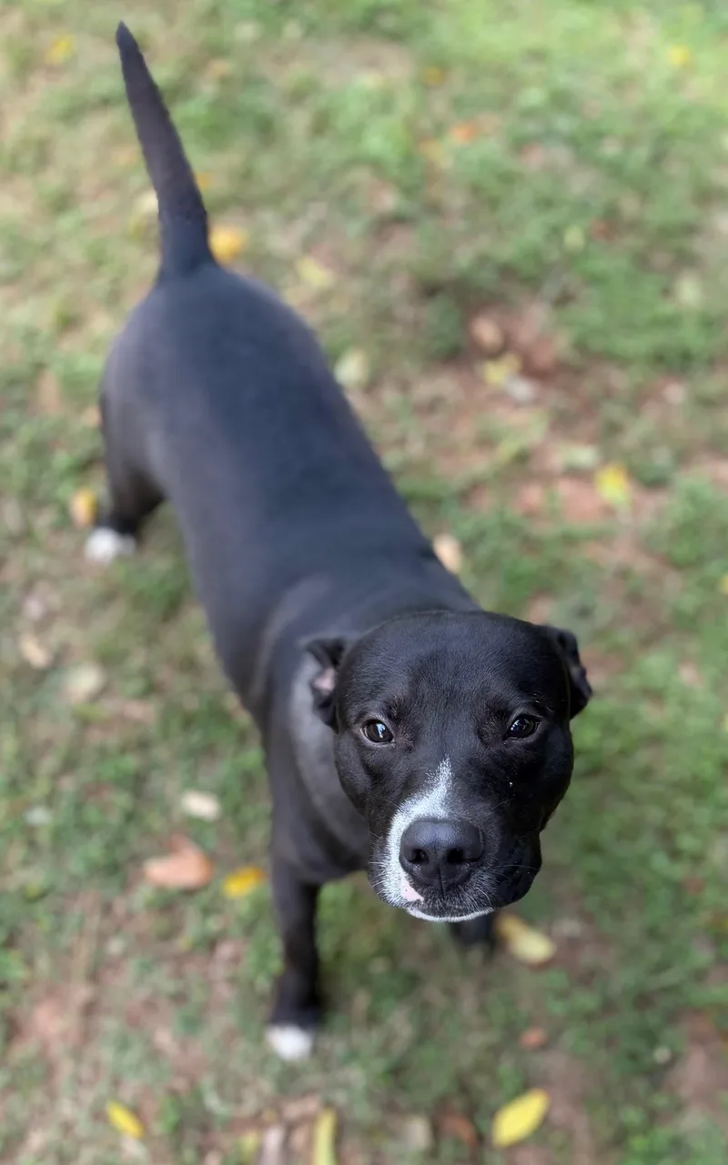 An adult medium-sized male Black Mixed Breed dog named Baz for adoption in Summerdale, AL