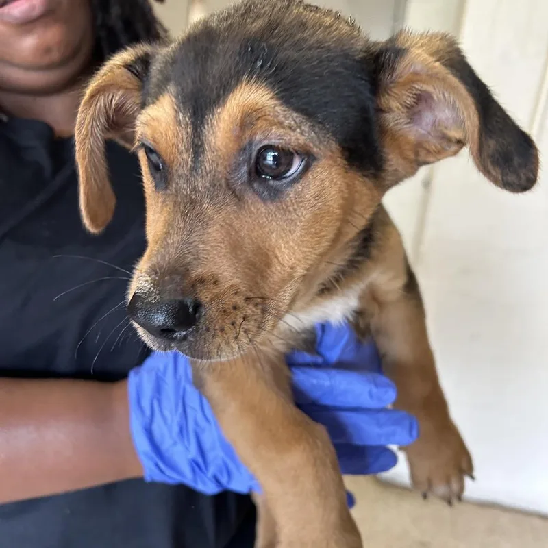 A baby small-sized male Black Retriever dog named Liam for adoption in Birmingham, AL