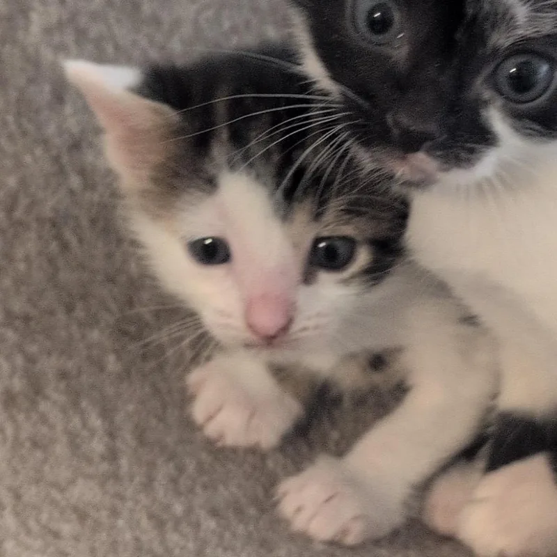 A baby small-sized male White Domestic Short Hair cat named Goose for adoption in Katy, TX