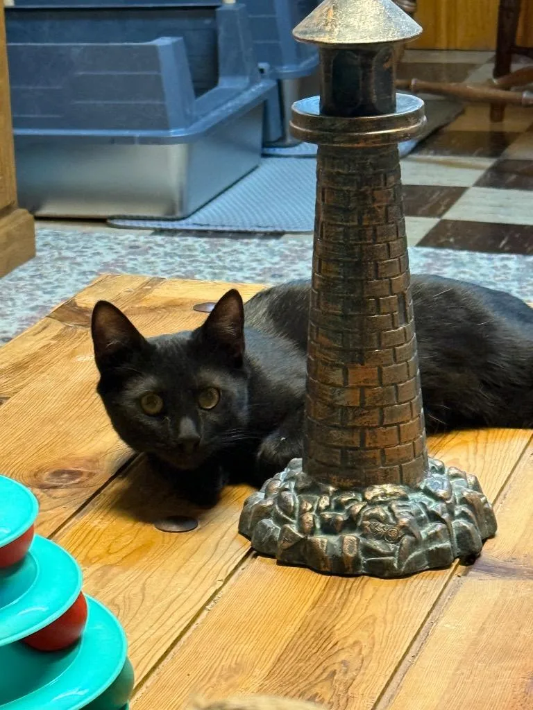 A baby medium-sized male Domestic Short Hair cat named Azar for adoption in Parkville, MD