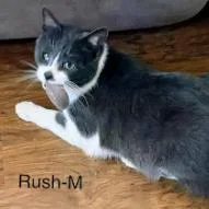 An adult large-sized male Gray / Blue / Silver Domestic Short Hair cat named Rush for adoption in Calverton, NY