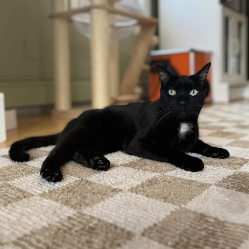 Clifford thumbnail 3