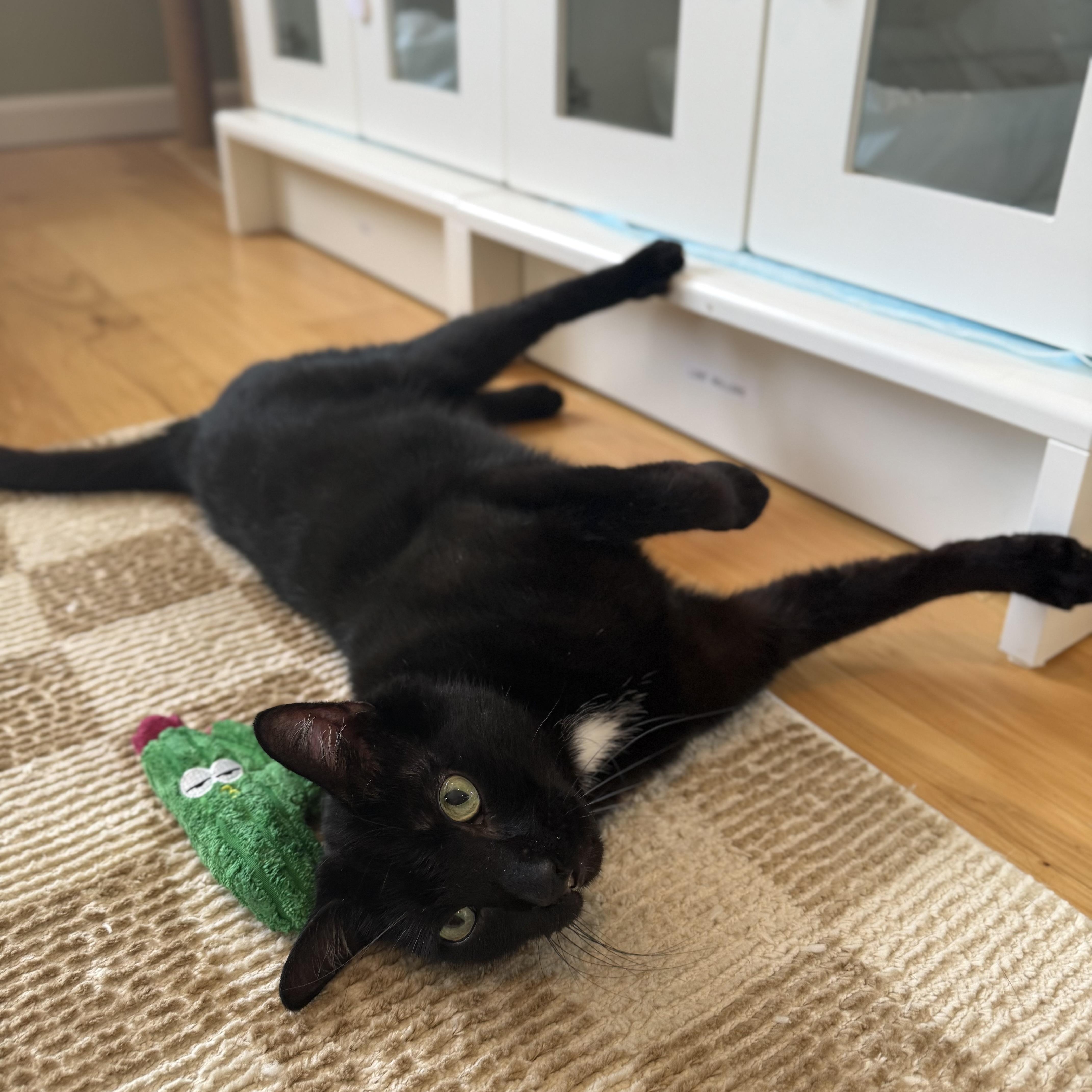 Clifford thumbnail 4