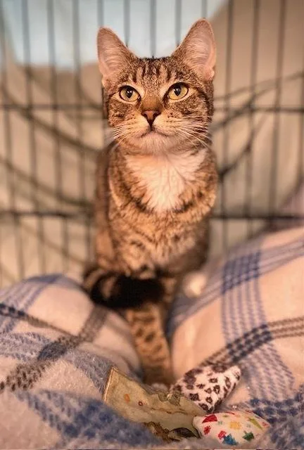 An adult medium-sized female Domestic Short Hair cat named Bumble for adoption in Duxbury, MA
