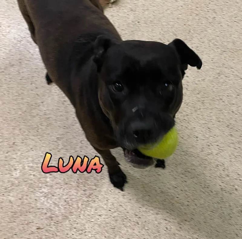 An adult large-sized female Terrier dog named Luna for adoption in Muncie, IN