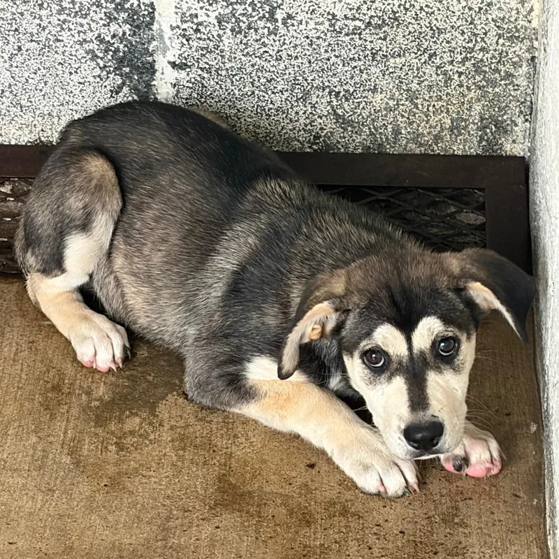 A baby small-sized female Black Shepherd dog named Aayla Secura for adoption in Edinburg, TX