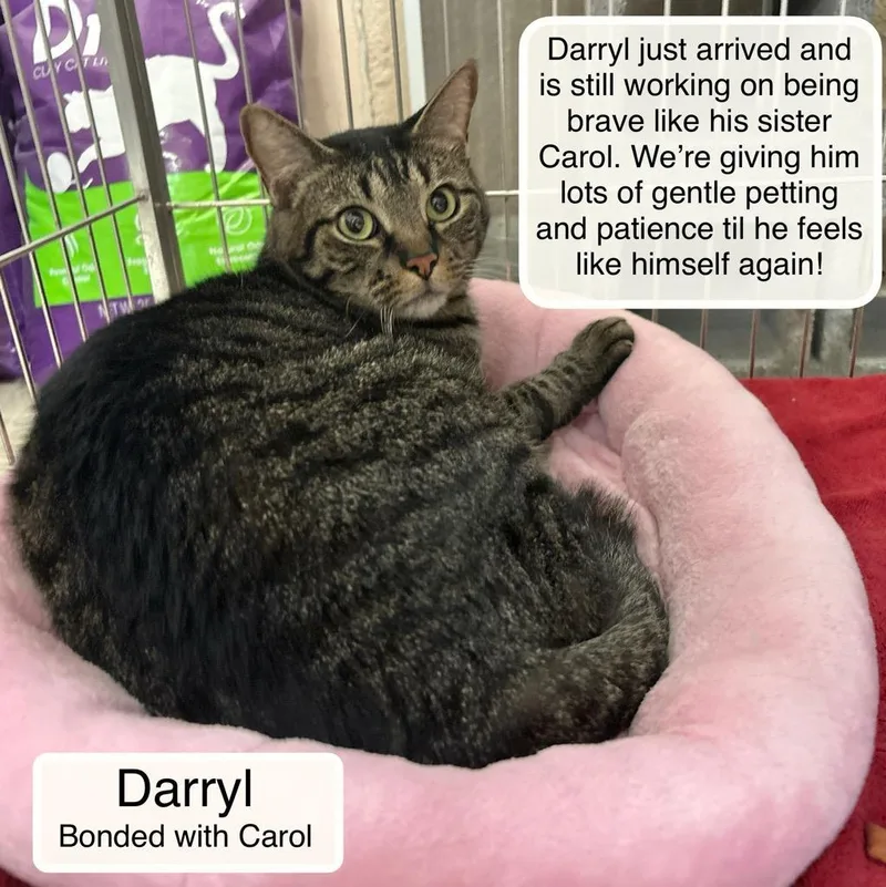 Darryl Bonded With Carol