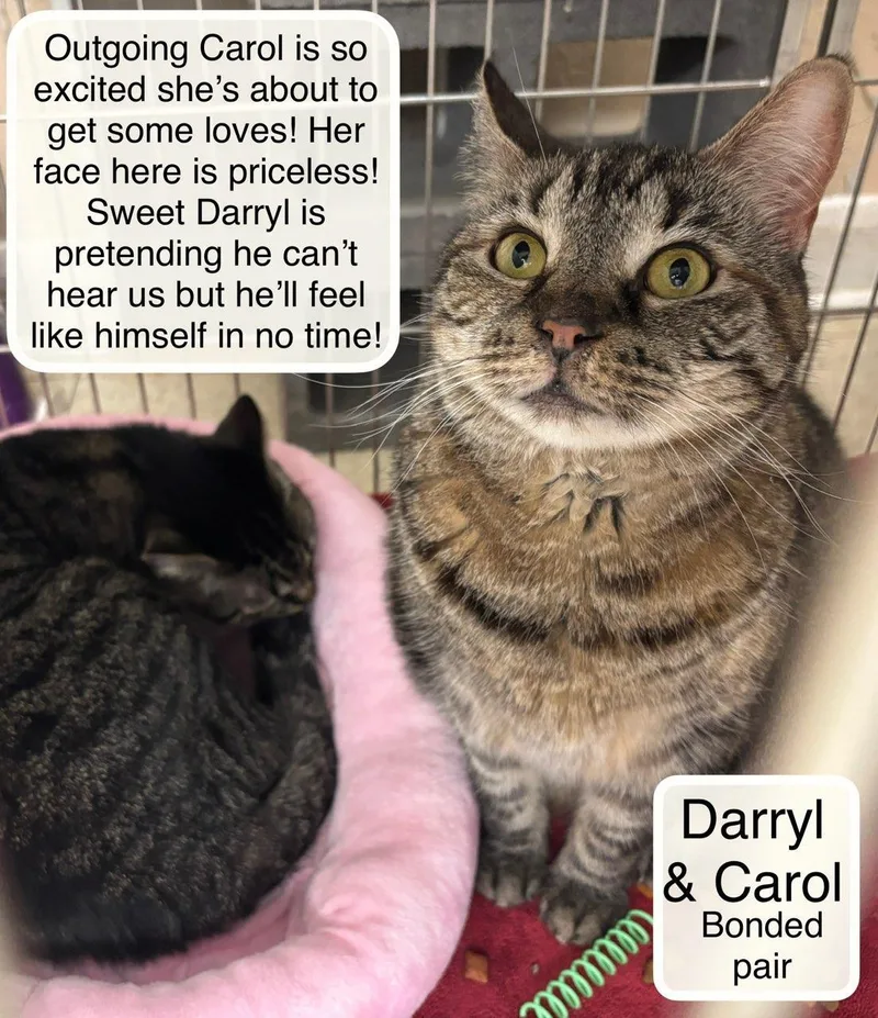 Darryl Bonded With Carol thumbnail 3