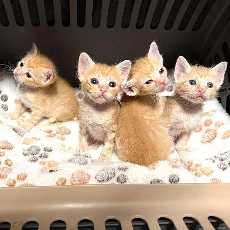 A baby small-sized male Orange / Red Domestic Short Hair cat named Captain America for adoption in Long Beach, CA