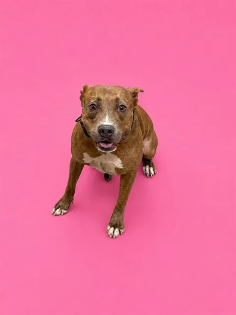 An adult large-sized female Terrier dog named Lupa for adoption in Miami, FL