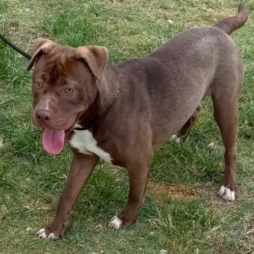 A young medium-sized male Labrador Retriever dog named Josh for adoption in Williston, VT