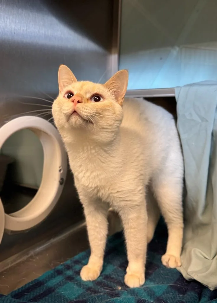 A young medium-sized male Domestic Short Hair cat named Pierce for adoption in Grand Forks, ND