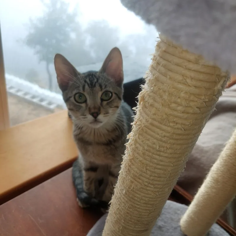 A young medium-sized male Tabby (Brown / Chocolate) Tabby cat named Thibodeaux for adoption in Morgan Hill, CA