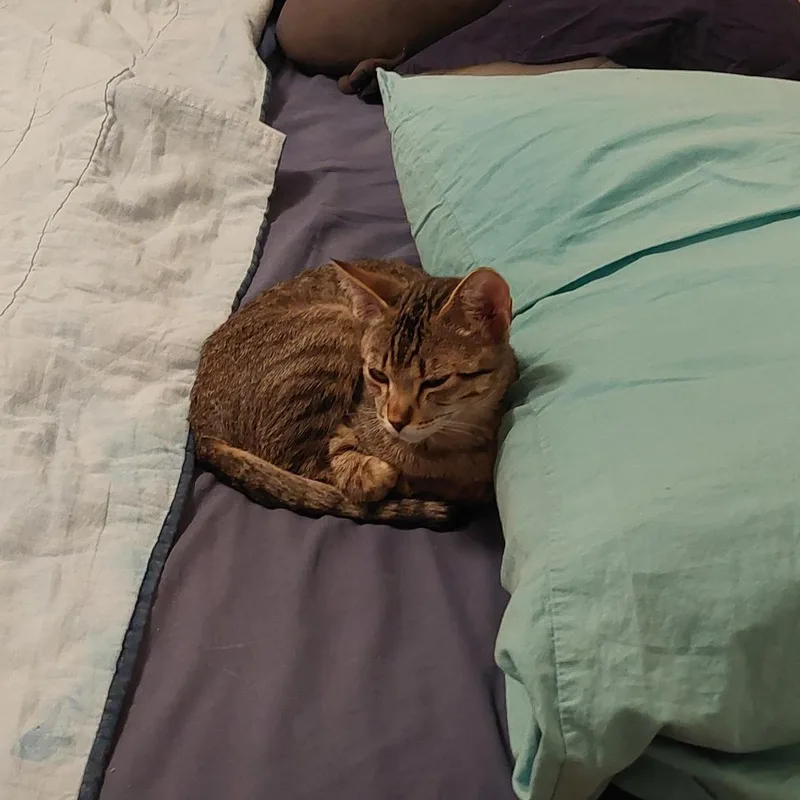 Thibodeaux thumbnail 5