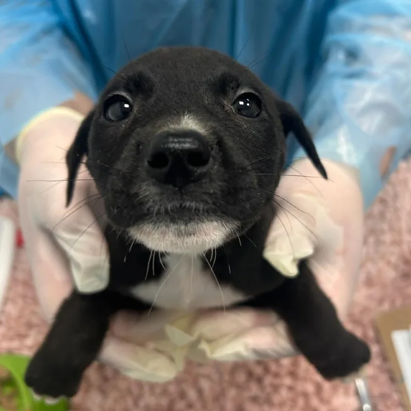 A baby small-sized female Black Mixed Breed dog named Love for adoption in Bentonville, AR