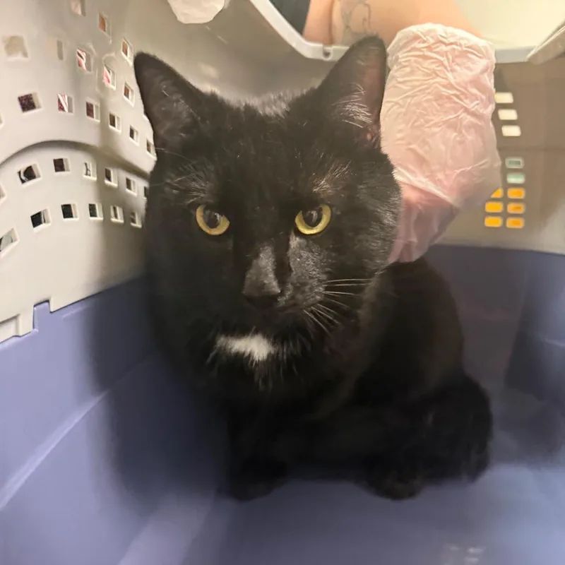 An adult small-sized male Black Domestic Medium Hair cat named Cushaw for adoption in Charleston, WV