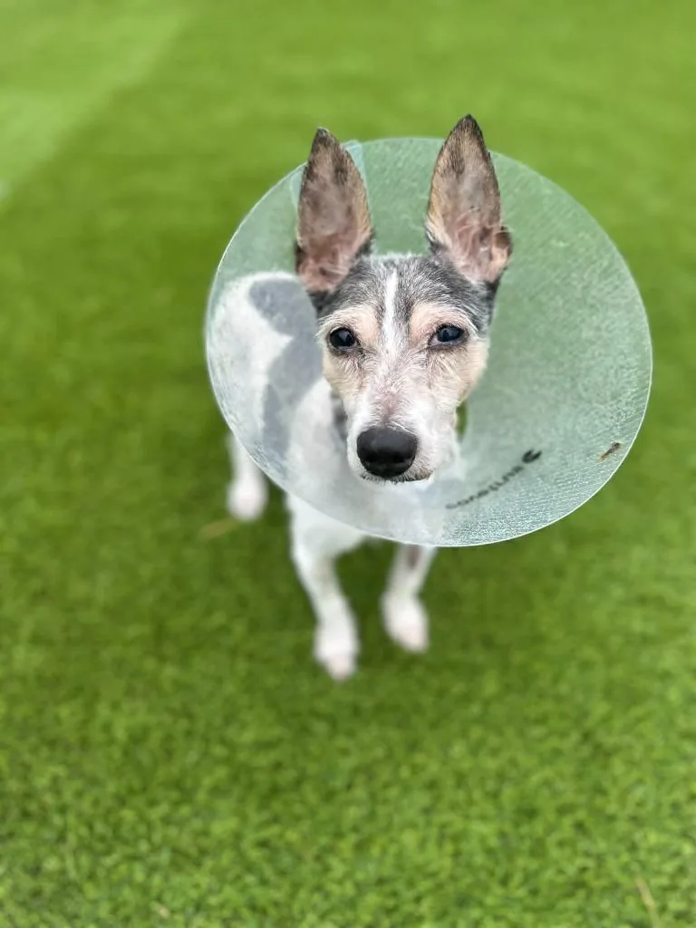 A senior medium-sized male Jack Russell Terrier dog named Chip for adoption in Detroit, MI