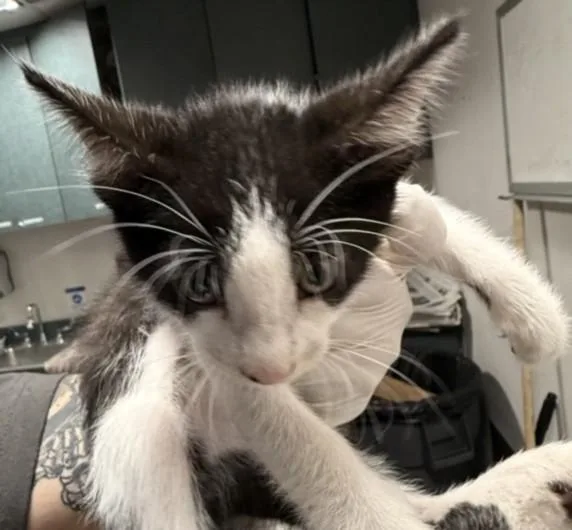 A baby small-sized male American Shorthair cat named Smarty for adoption in Chatsworth, CA