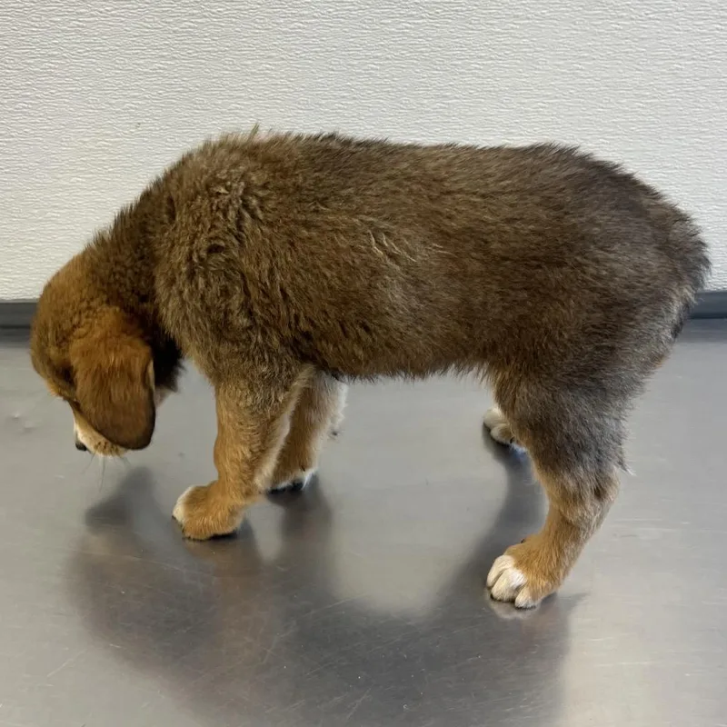 A baby medium-sized male Black Mixed Breed dog named Juniper for adoption in Las Cruces, NM