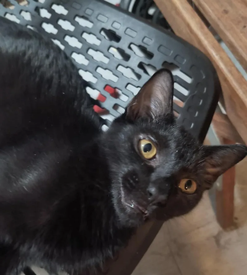 A baby medium-sized male Black Domestic Short Hair cat named Onyx Nightfall for adoption in Chandler, AZ