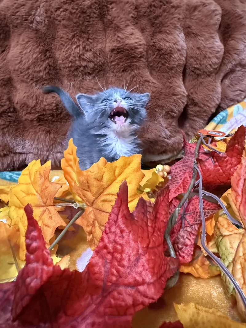 A baby medium-sized female Domestic Medium Hair cat named Cannoli for adoption in Fruit Heights, UT