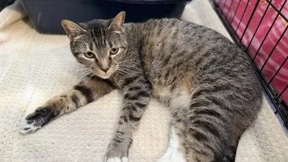 A senior medium-sized female Domestic Short Hair cat named Sock for adoption in River Ridge, LA