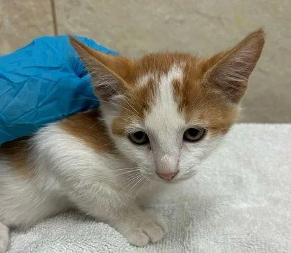A baby small-sized male Domestic Short Hair cat named George for adoption in Honolulu, HI