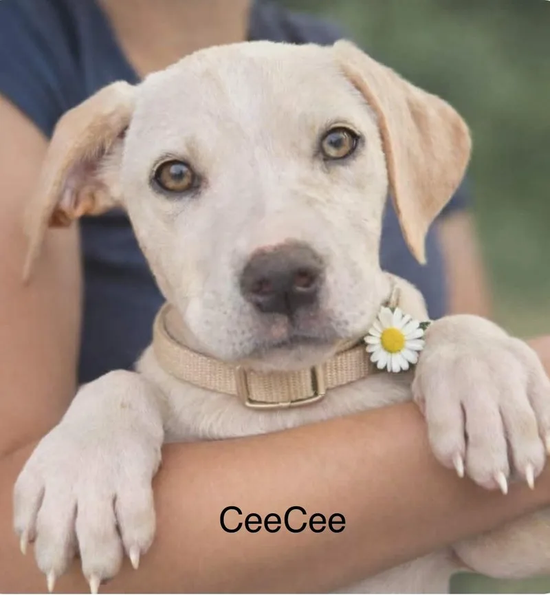 Ceecee