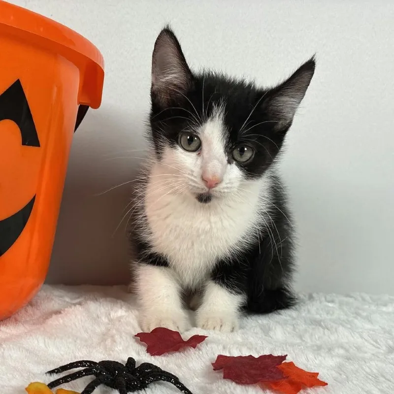 A baby small-sized male Domestic Short Hair cat named Oscar for adoption in Johnson City, TN