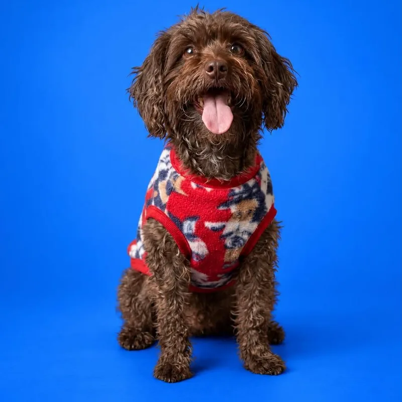 An adult small-sized female Poodle dog named Buffy for adoption in San Diego, CA