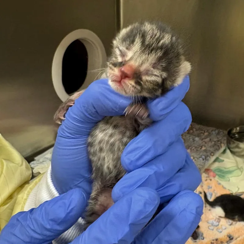 A baby small-sized male Brown / Chocolate Domestic Short Hair cat named Sailor for adoption in Mocksville, NC