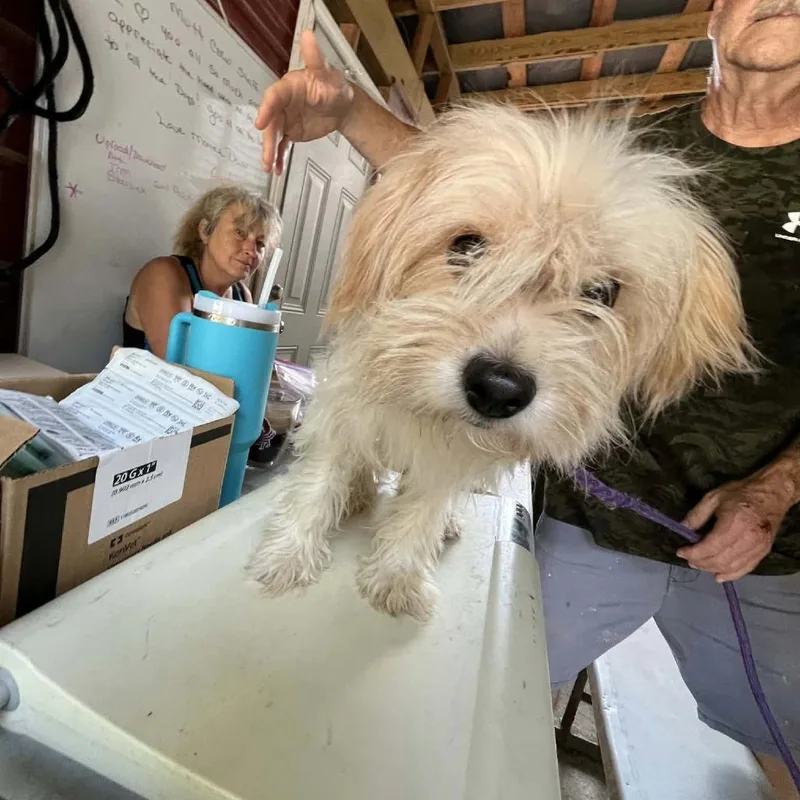 An adult small-sized female White / Cream Maltese dog named Biana for adoption in Smithfield, NC