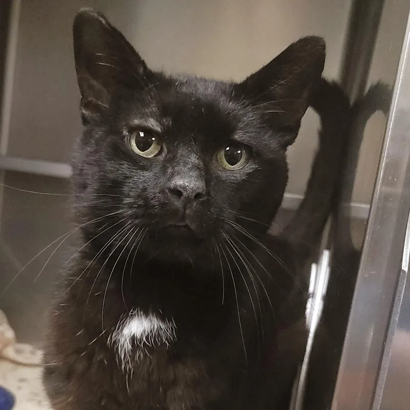 An adult medium-sized male Black Domestic Short Hair cat named Cadbury for adoption in Plover, WI