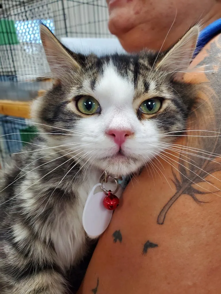 A baby medium-sized male Domestic Short Hair cat named Clyde for adoption in Rome, GA