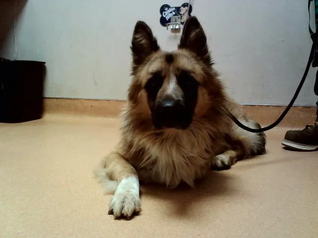 An adult large-sized male German Shepherd Dog dog named Beasley for adoption in Martinez, CA
