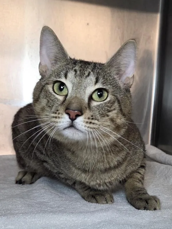 An adult medium-sized male Domestic Short Hair cat named Jimmy Monroe for adoption in Millersville, MD