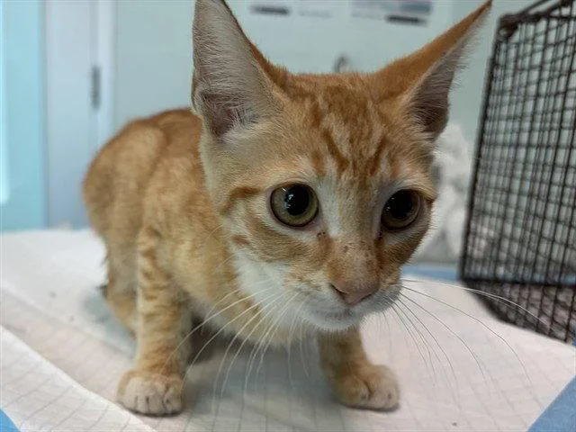 A baby small-sized male Orange / Red Domestic Short Hair cat named Constitution for adoption in Tavares, FL