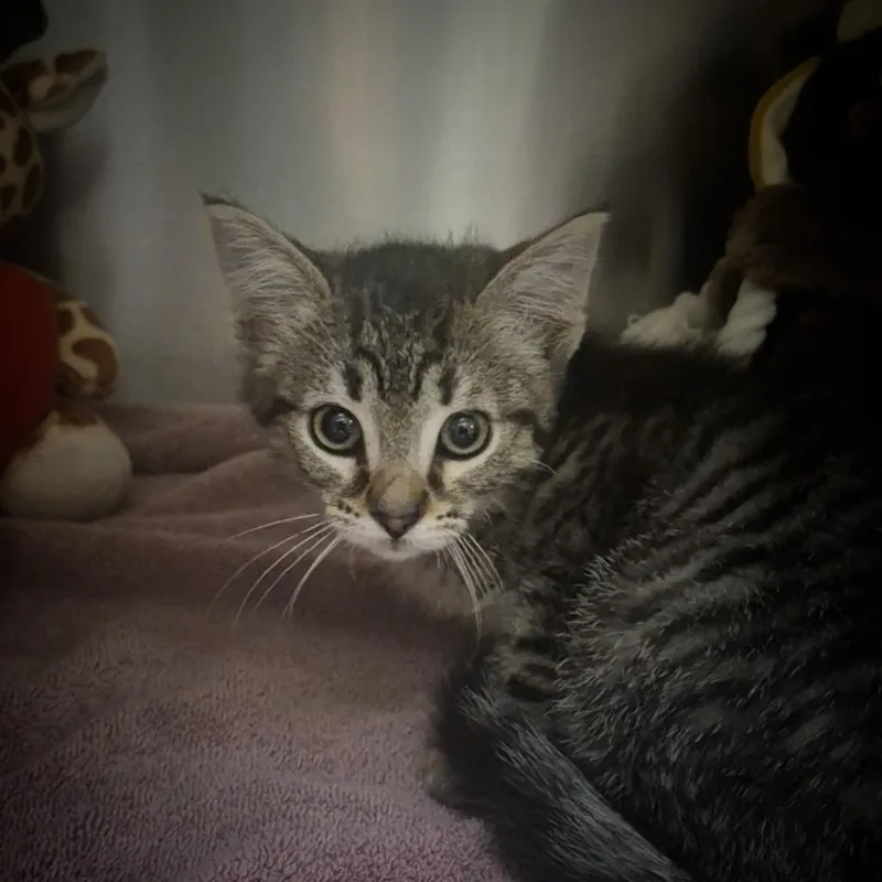A baby small-sized female Brown / Chocolate Domestic Short Hair cat named Mara for adoption in Upland, CA
