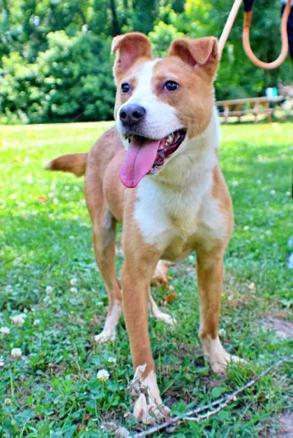 A baby medium-sized male Australian Shepherd dog named Bongo for adoption in Morton Grove, IL