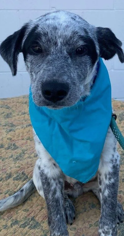 A baby medium-sized male Black Australian Cattle Dog / Blue Heeler dog named Doug for adoption in Colusa, CA