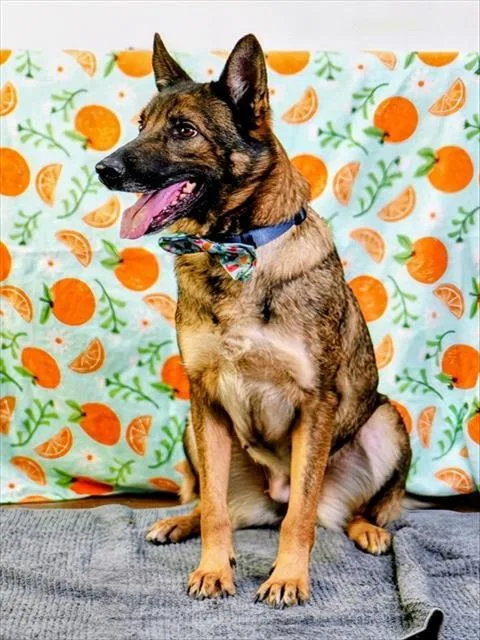 An adult large-sized female Shepherd dog named Athena for adoption in Thousand Palms, CA