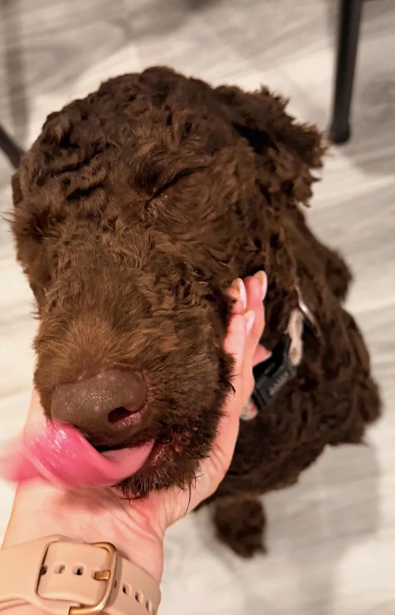 A young medium-sized female Standard Poodle dog named Roxi for adoption in Valrico, FL