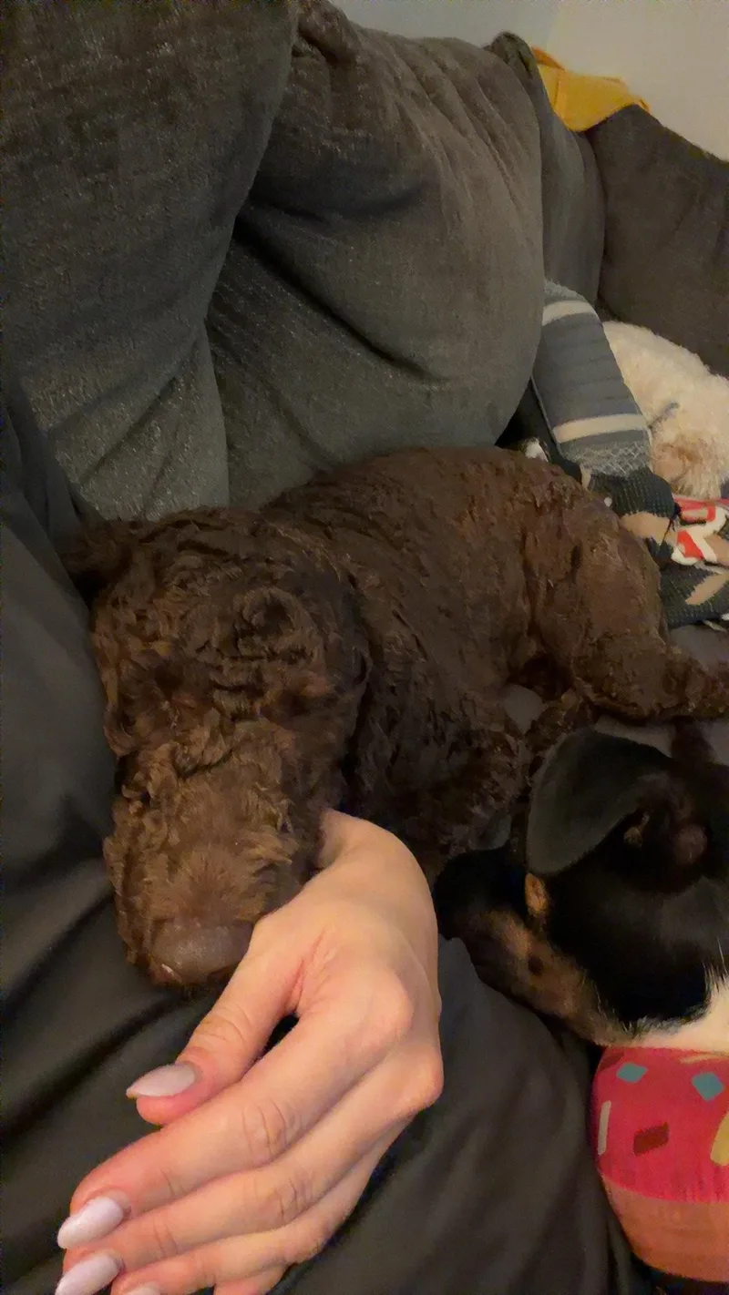 Roxi thumbnail 3