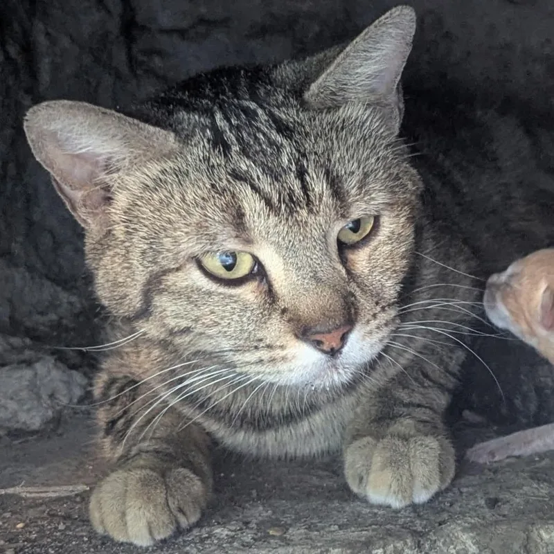 A young small-sized female Brown / Chocolate Domestic Short Hair cat named Tabitha for adoption in Wickenburg, AZ