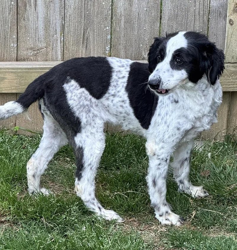 A senior small-sized female Tricolor (Brown, Black, & White) Jack Russell Terrier dog named Bingo for adoption in Horn Lake, MS