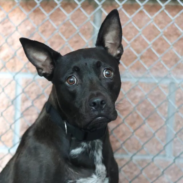 An adult medium-sized male Terrier dog named Fierce Melon for adoption in San Antonio, TX