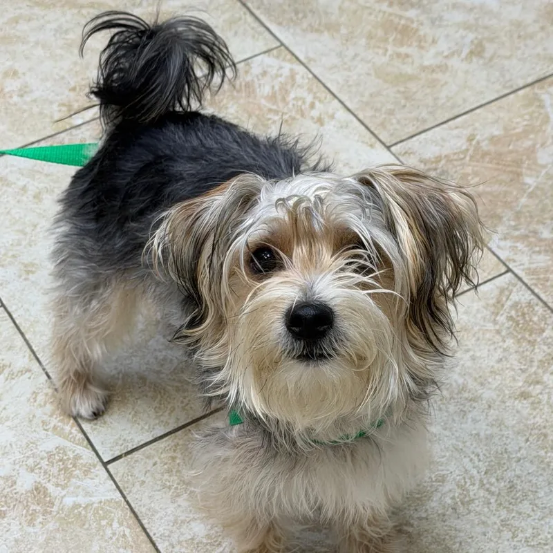 A young small-sized male Gray / Blue / Silver Yorkshire Terrier dog named Thomas for adoption in Galveston, TX